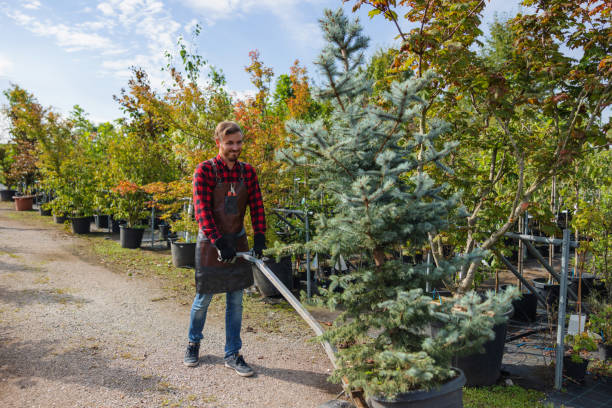 Best Tree Removal for Businesses  in Brookdale, SC